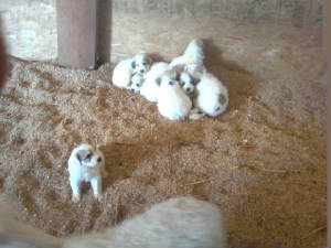 puppies1.jpg