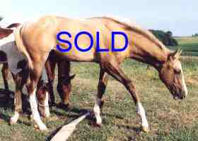 jt_sold.jpg