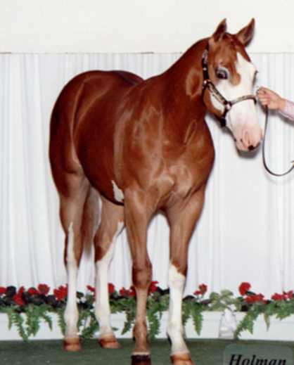 ROMAN TROOPER (1997 Photo)