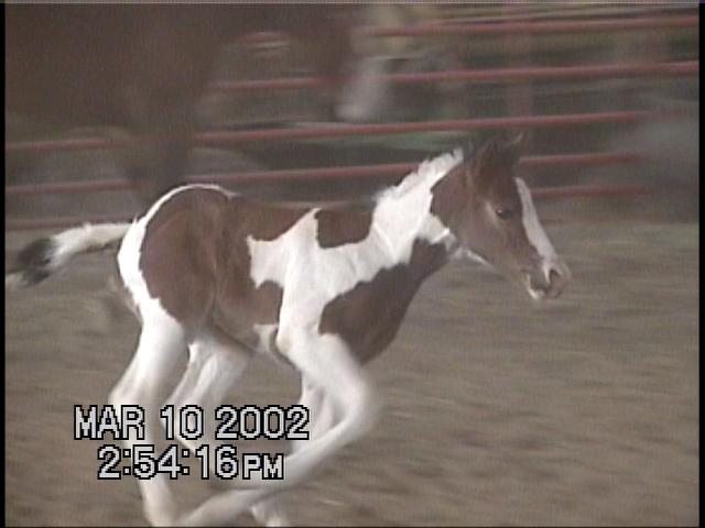 Sweet Tardy Miss (2002 Filly)
